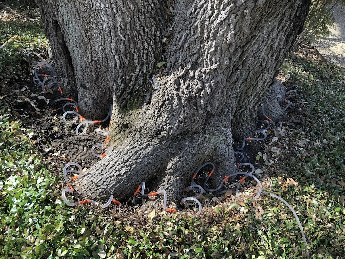 Detailed Tree Cabling and Bracing job site in Crested Butte